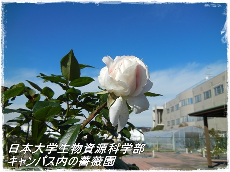 薔薇