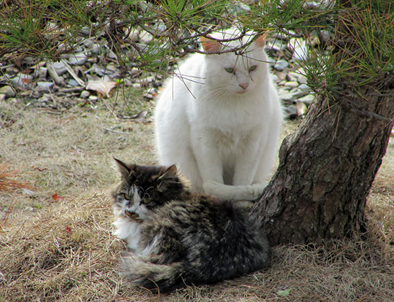我が家のニャンコ♪2014/12/22-2