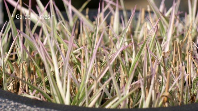 斑入り十和田アシ