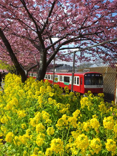 三浦海岸の河津桜