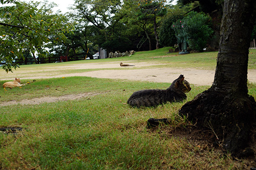 広場の猫たち