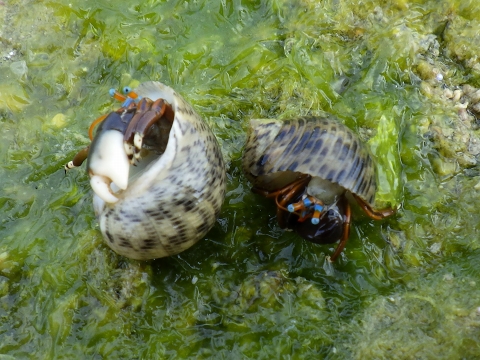 沖縄磯採集17年3月下旬 ヤドカリ観察 ヤドカリ採集 海水魚が好き 楽天ブログ