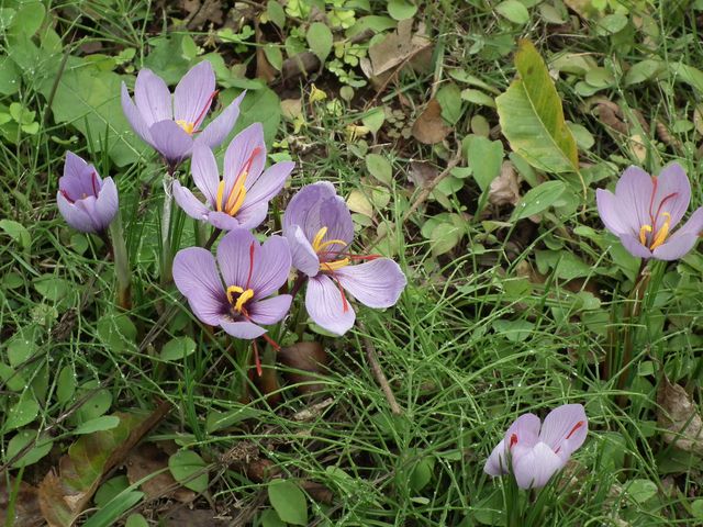 DSCF8531.JPG