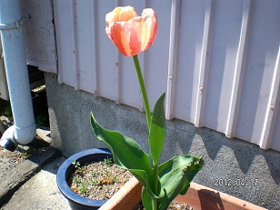 チューリップ2