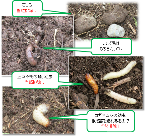 自然農法の虫たち テントウムシダマシ通信 自然農法の世界 虫と雑草と野菜とともに 楽天ブログ