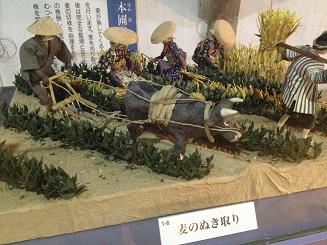 麦抜き取り.JPG