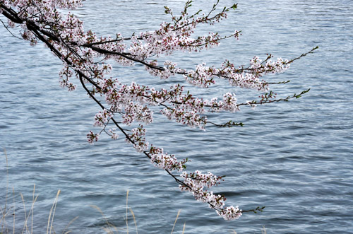 桜６