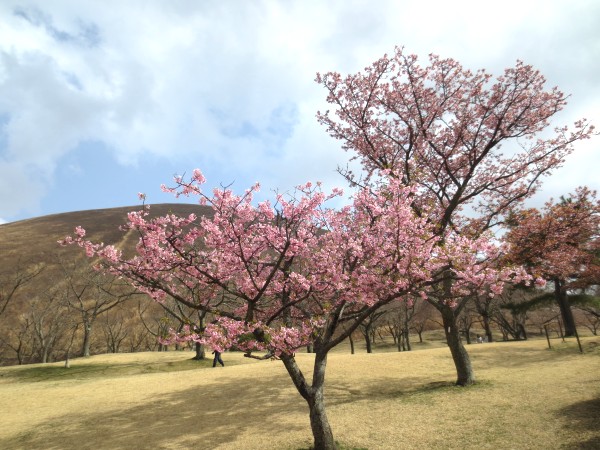 さくらの里　河津桜