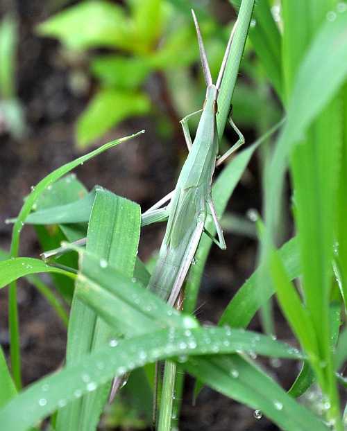 ショウリョウバッタの幼虫 二代目館長日記 楽天ブログ