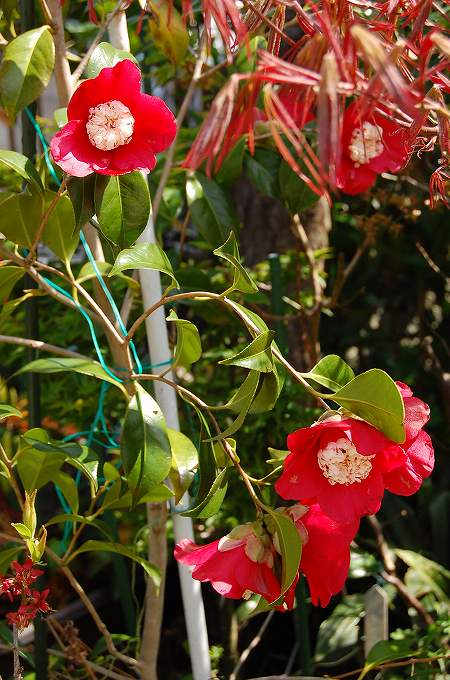 ハクシンボクタンの花