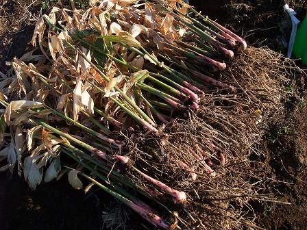 ナンキョウ　収穫　20131130-1