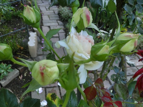 ピエール・ドゥ・ロンサール