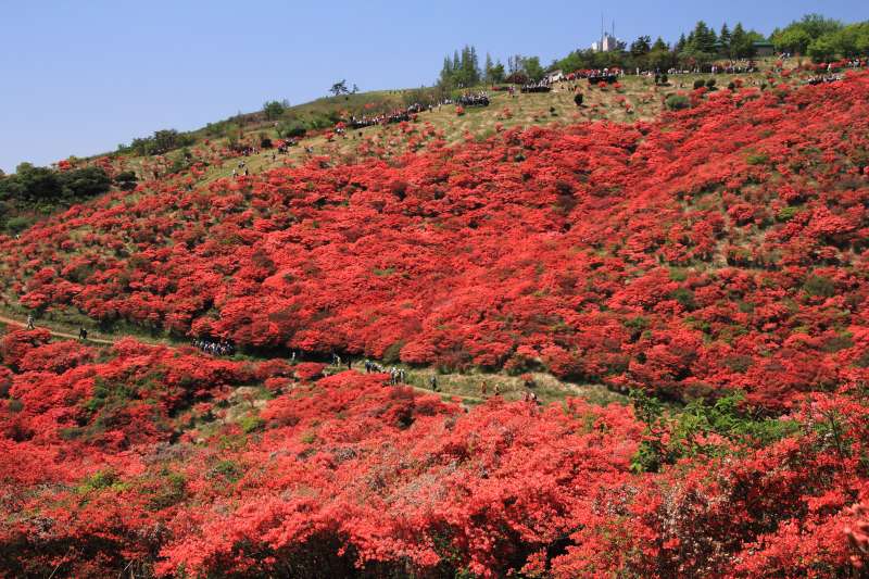 葛城山のツツジ_004.jpg