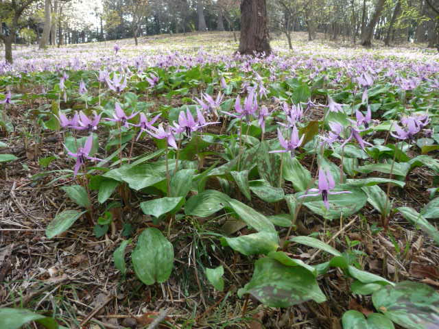 白のカタクリの花と、カタクリの群生地へ (写真あり) | 私の好きな花♪ - 楽天ブログ