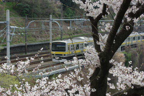 外濠公園の桜