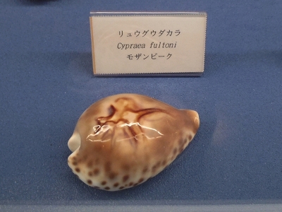 鳥羽水族館2014年11月下旬34　リュウグウダカラ（Cypraea fultoni）