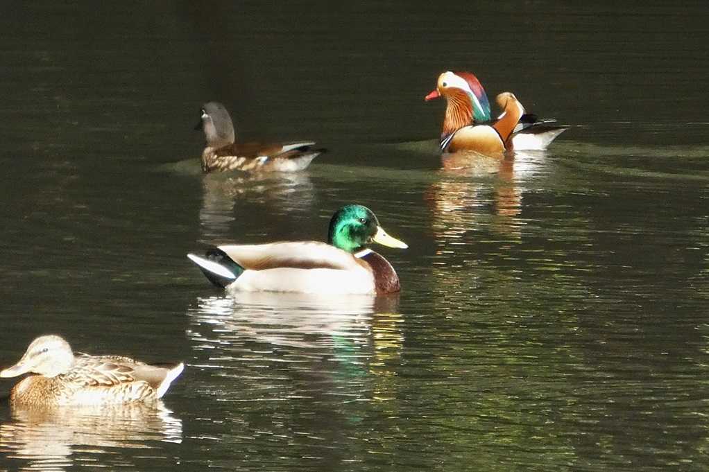 515