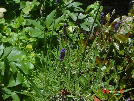 DSC01073.JPG
