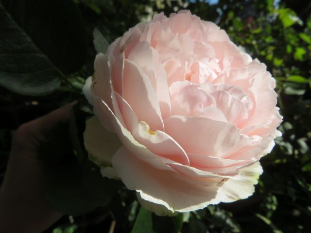 壊れた棚を再生し隠して雰囲気を変える 美しい秋バラたち ばぁばの薔薇の花園 楽天ブログ