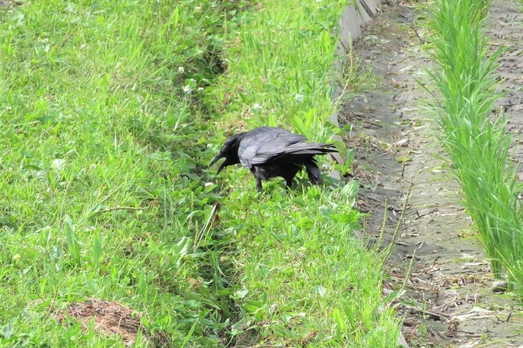 畑 トマトがカラスに食べられたので防鳥ネットを付けました イタチ 大分金太郎の花鳥蝶月 楽天ブログ