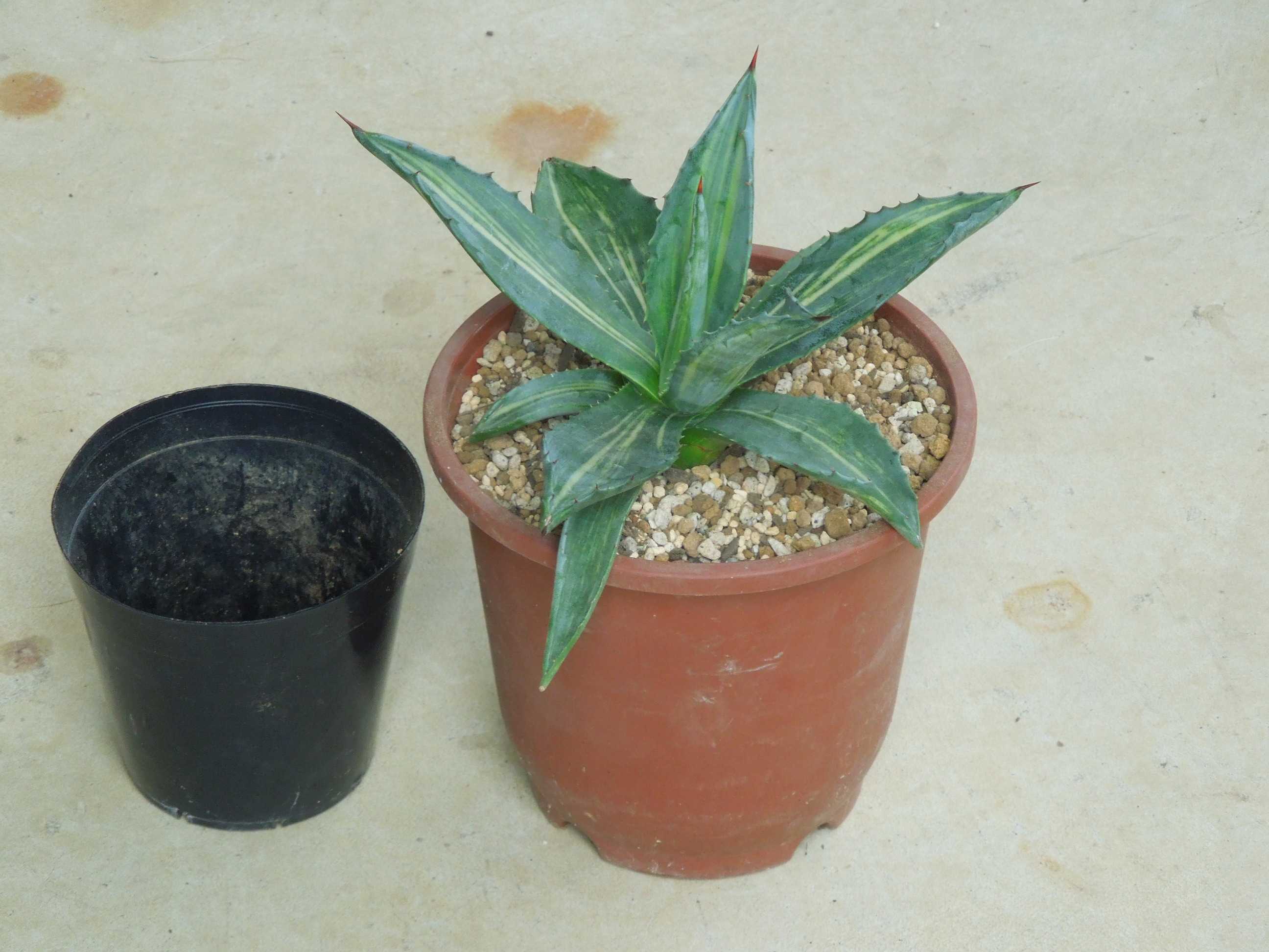 アガベ・アメリカーナ・ストリアータ(Agave Americana Striata)～縞斑