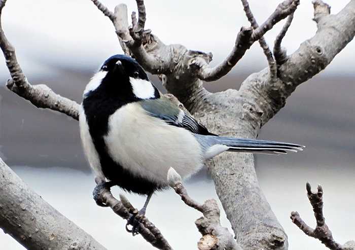 シジュウカラ26