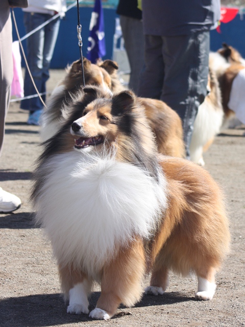 IMG_1008 - コピー.JPG