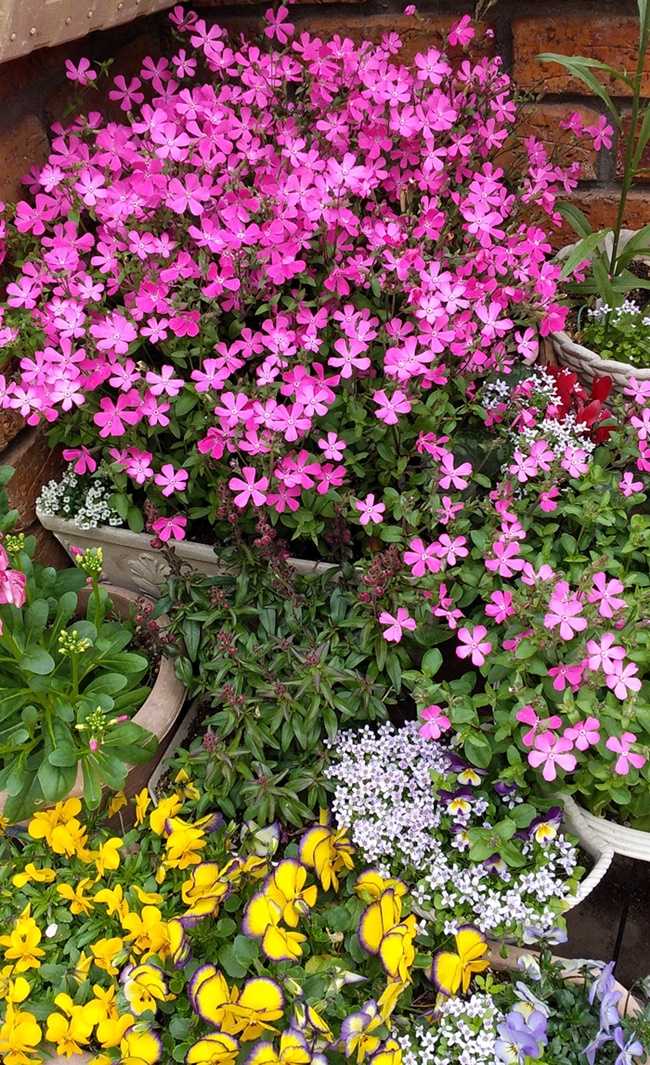 何故 シレネピンクパンサーとツルコザクラを間違うか 狭い庭を花いっぱいにする育て方 楽天ブログ