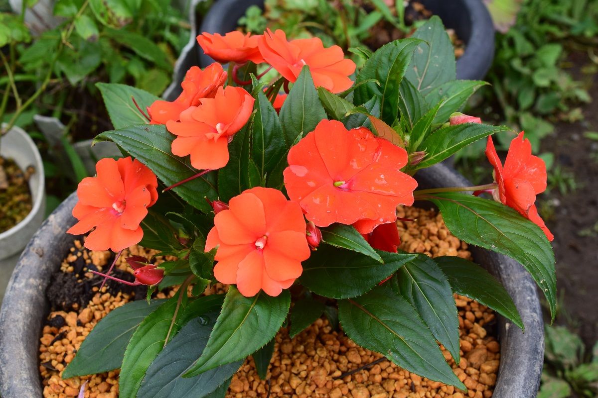 我が家の花一輪のマクロ 古ギャルの山登りとガーデニングで楽しく 楽天ブログ 我が家の花一輪のマクロ 古ギャルの山登りとガーデニングで楽しく 楽天ブログ