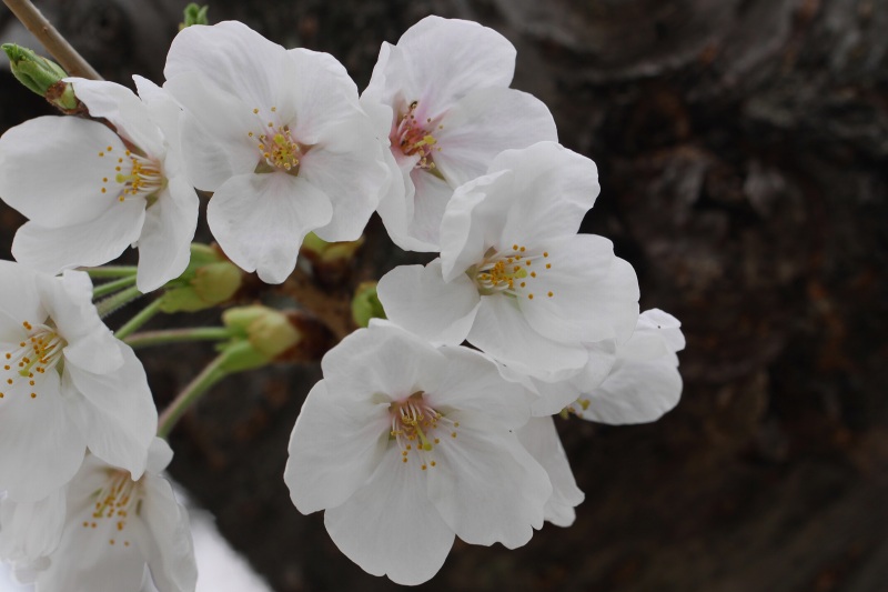 近隣公園の桜_8.jpg