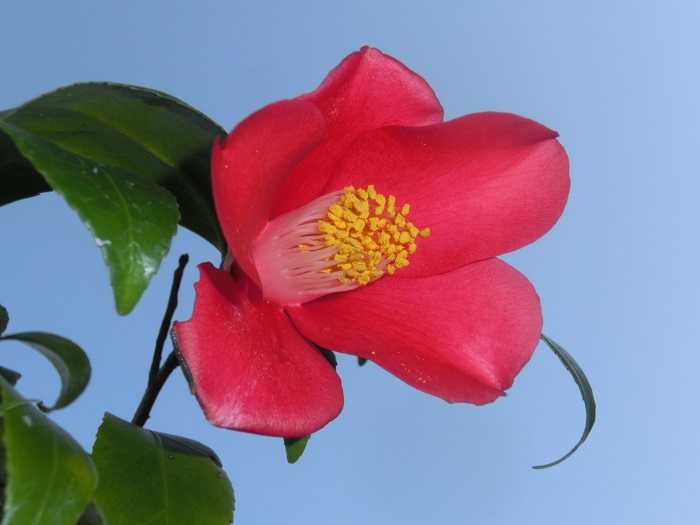 椿「燕返しの実生」初開花 | 椿に夢中 - 楽天ブログ