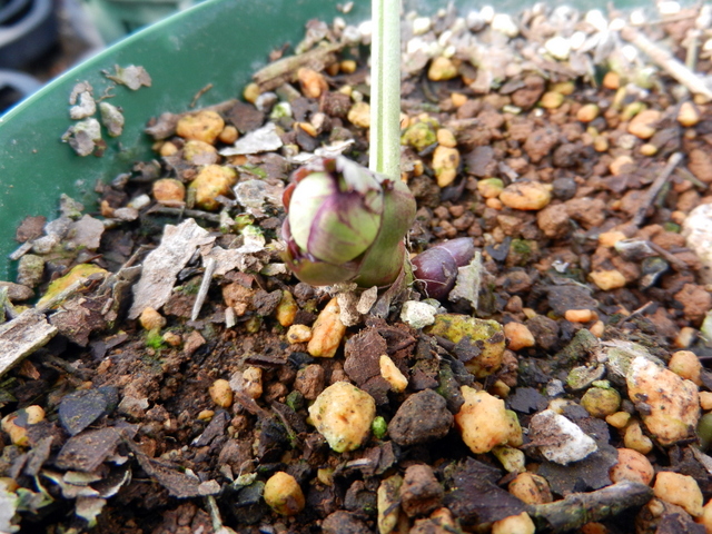 DSCN1196.JPG