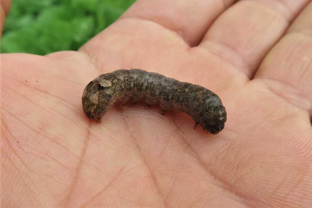 畑 白菜の虫取り タマネギ定植 サトイモ収穫 庭 コバノセンナ開花 ツワブキ花 ムベにメジロ ジョウビタキ 大分金太郎の花鳥蝶月 楽天ブログ