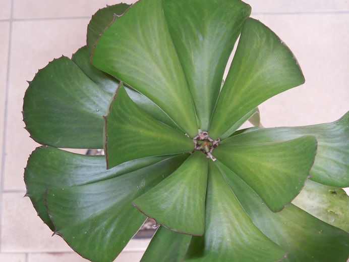 ユニスピナ7-13ｰ3