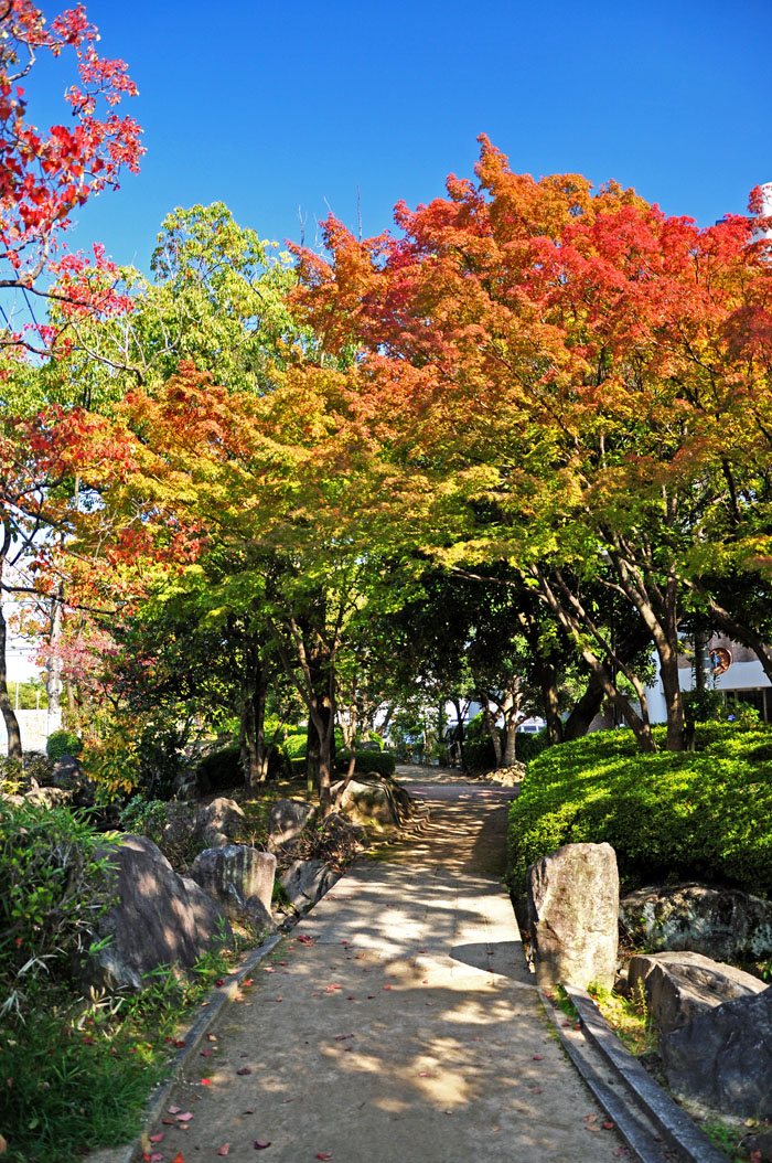 紅葉５