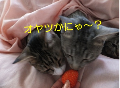 20121127_7.jpg