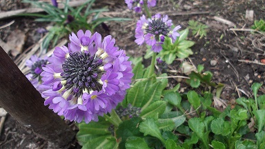 DSCF2708.JPG