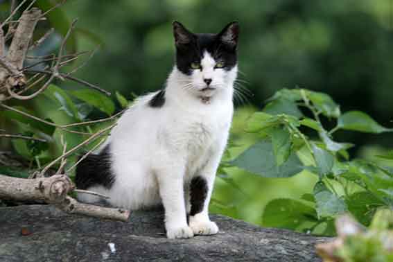 我が家のニャンコ♪2015/8/13-3