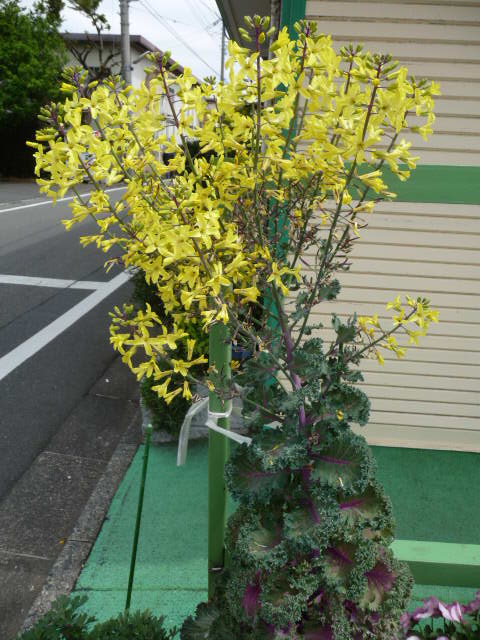 508 葉ボタンの花