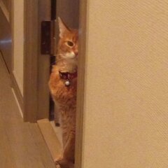 半顔のラムちゃん