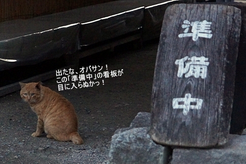 大内宿　猫