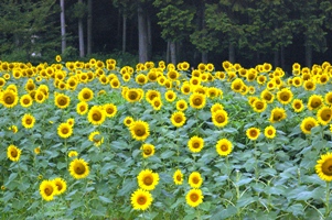 IMGP8514.JPG