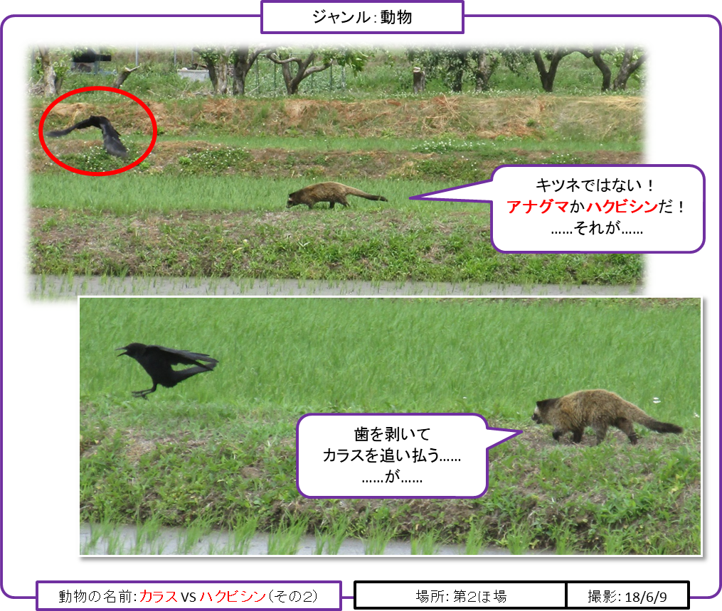 439 カラス Vs ハクビシン ブログ速報 テントウムシダマシ通信 自然農法の世界 虫と雑草と野菜とともに 楽天ブログ