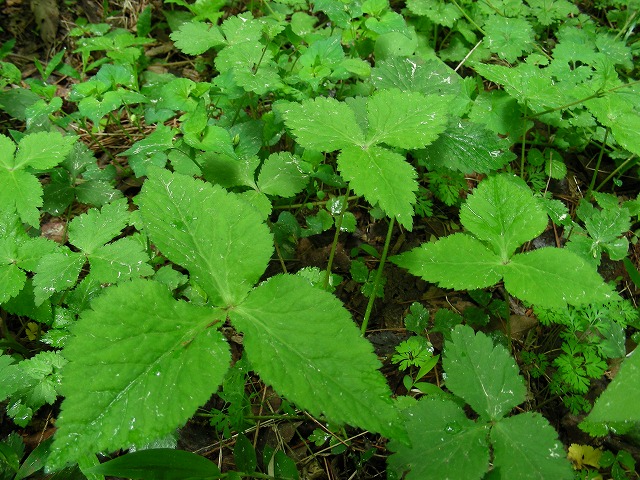 DSCN3612.jpg