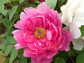 DSC_2300.jpg