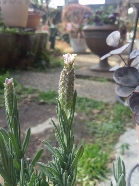 ラベンダー　花うさぎ.jpg