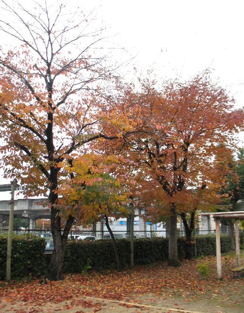 晩秋の落ち葉.jpg
