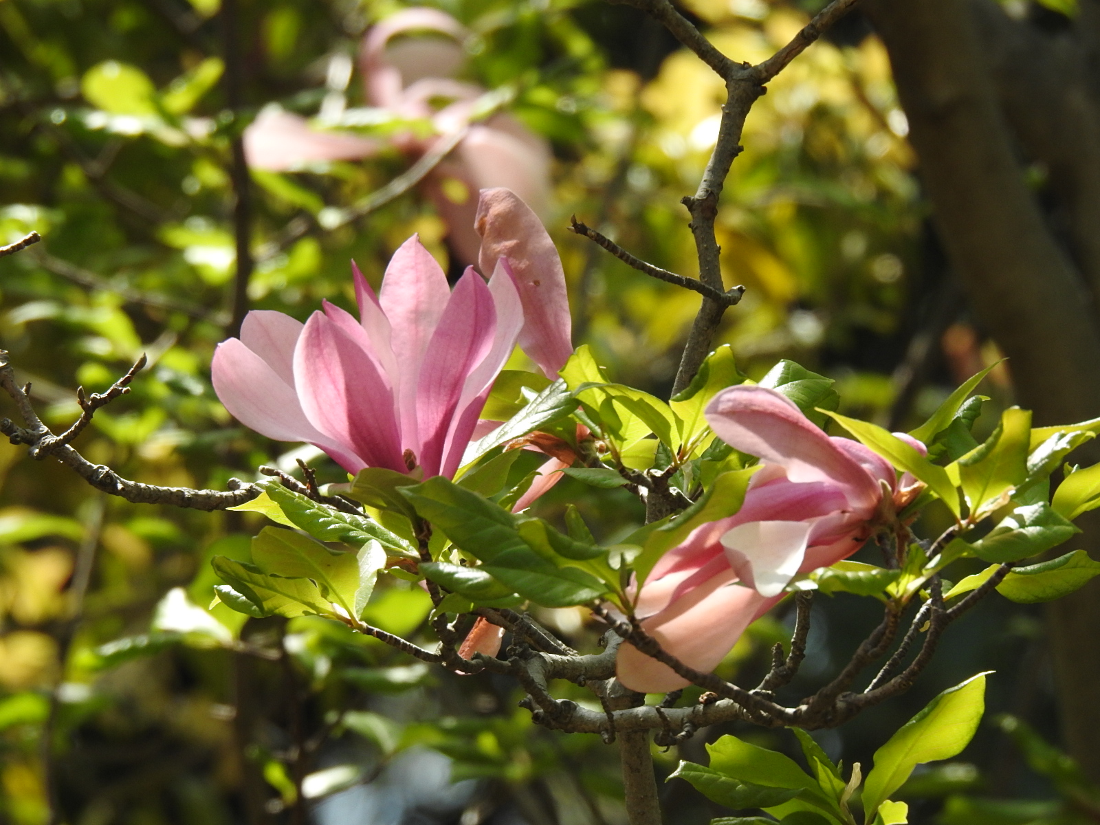 モクレン 木蓮 紫の花 樹木の花 無料写真 | bevepop フリー 写真素材 - 楽天ブログ