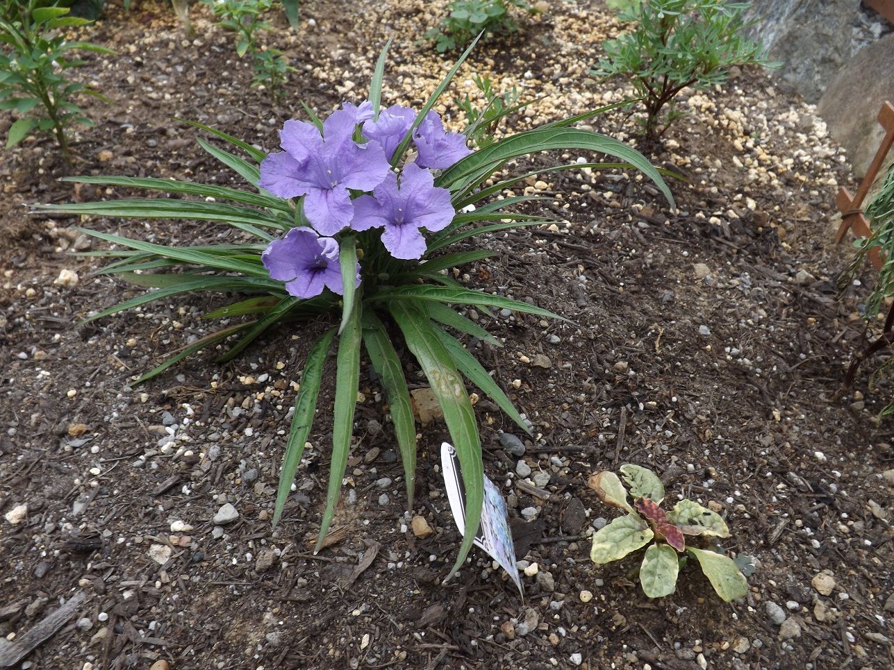 アナベルを玄関の横へ植えちゃいました 古ギャルの山登りとガーデニングで楽しく 楽天ブログ
