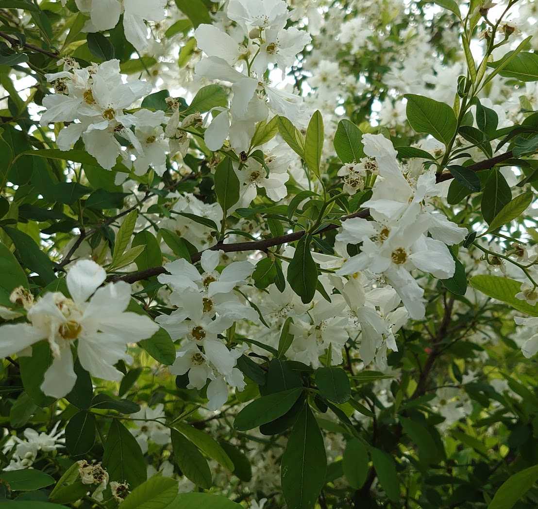 白い花が咲く利休梅 歩人のたわごと 楽天ブログ